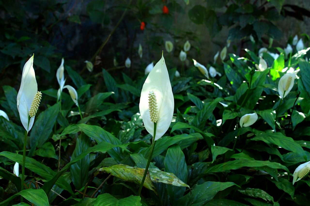 Growing and Caring for Peace Lily Plants